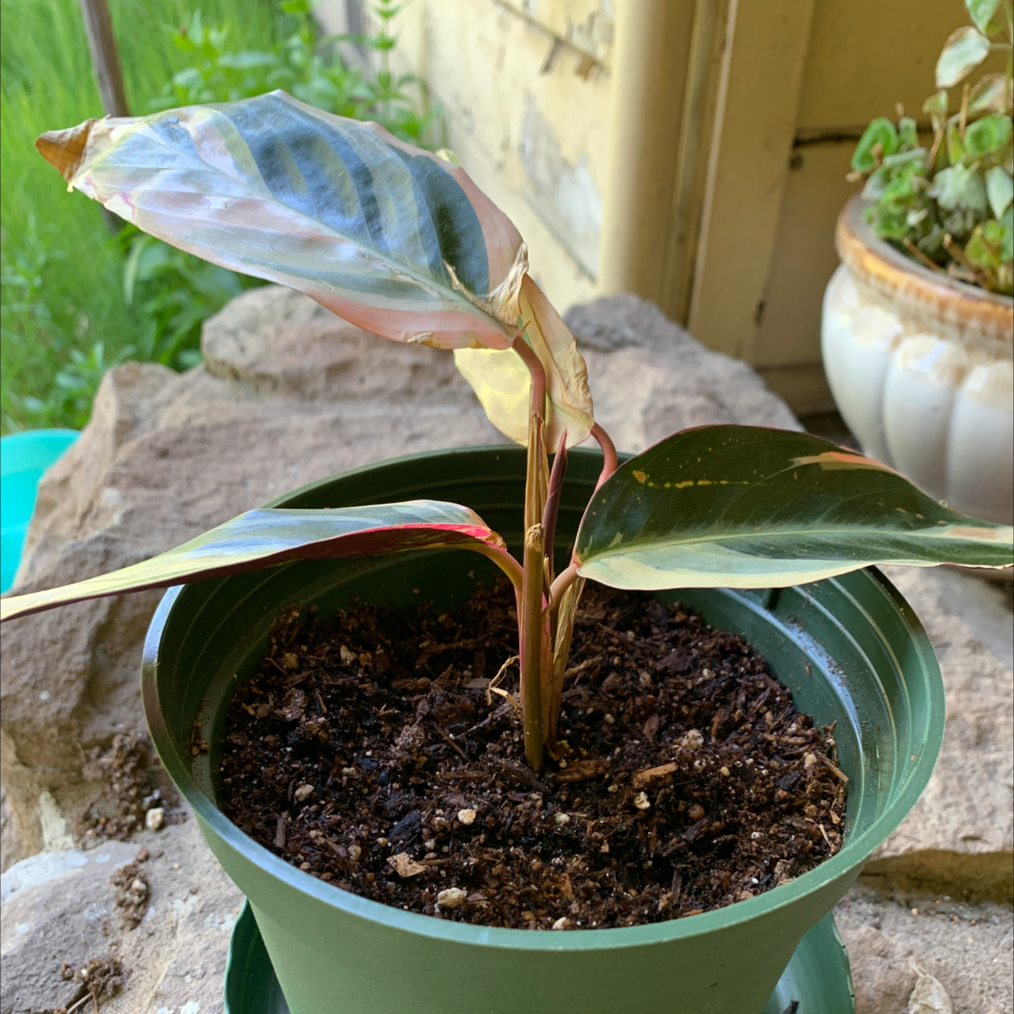 Triostar Stromanthe