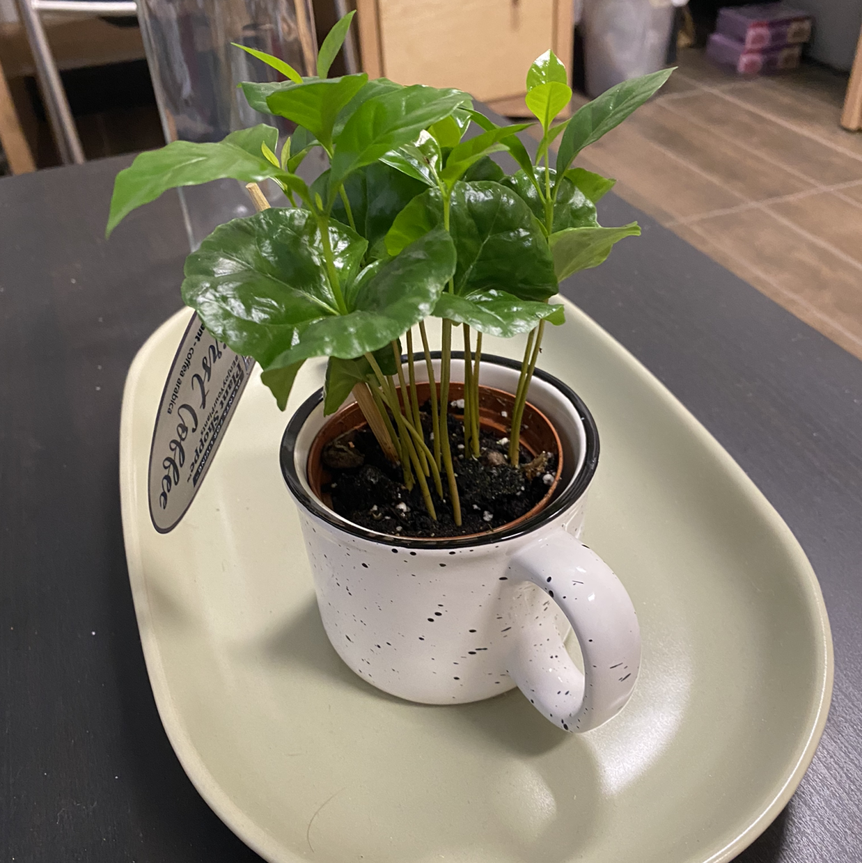 Arabian Coffee Plant