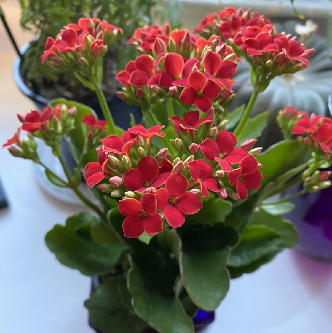 Florist Kalanchoe