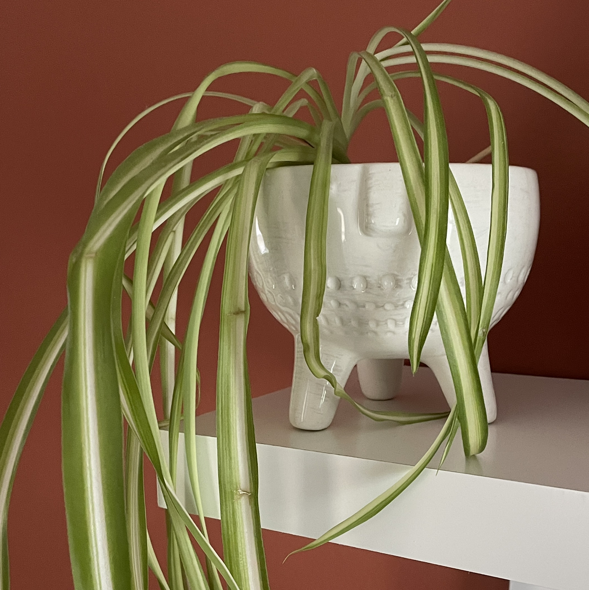 Spider Plant