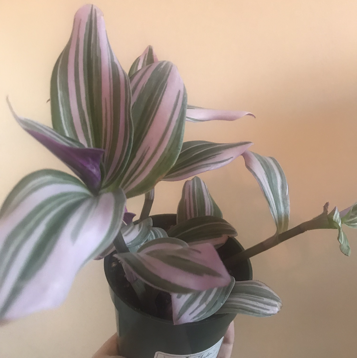 Tradescantia Zebrina