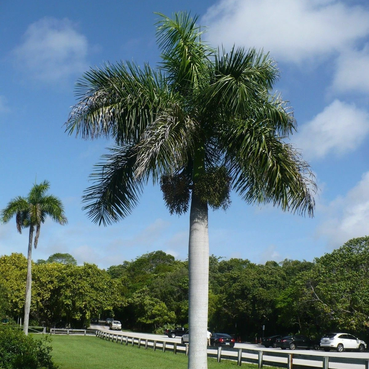 Cuban Royal Palm