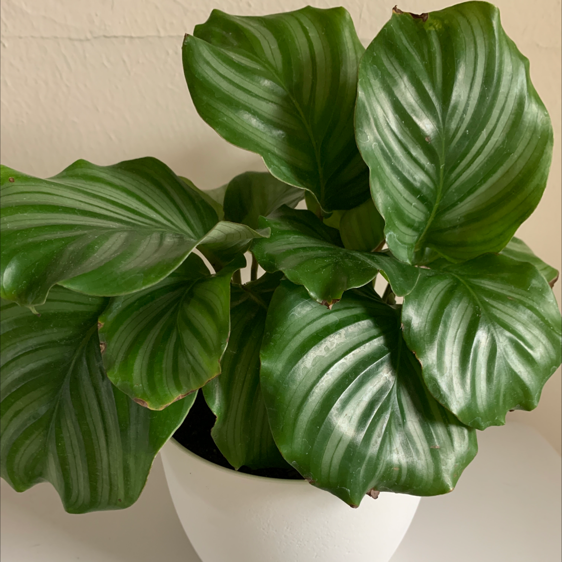 Calathea Orbifolia