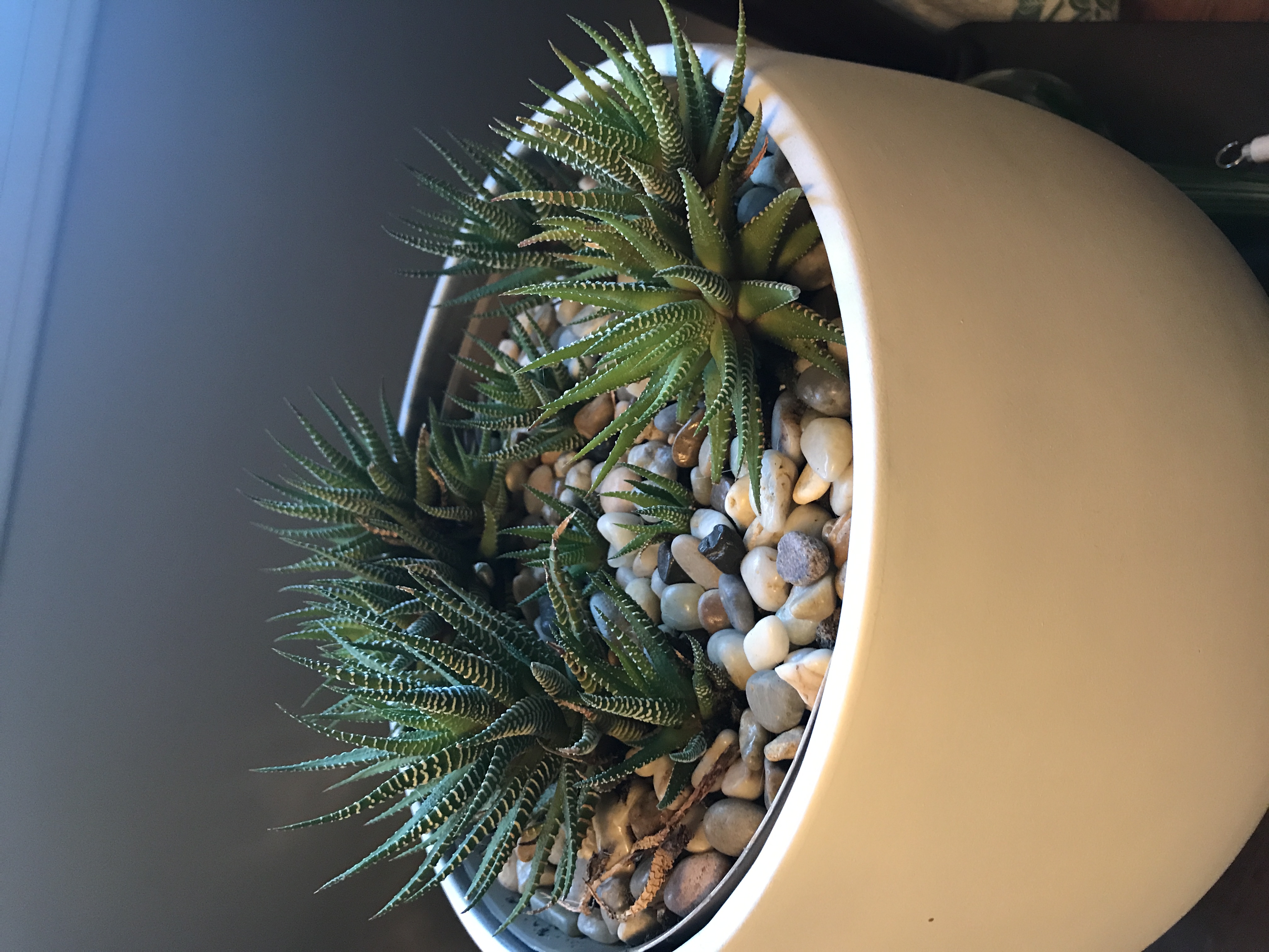 Zebra Plant