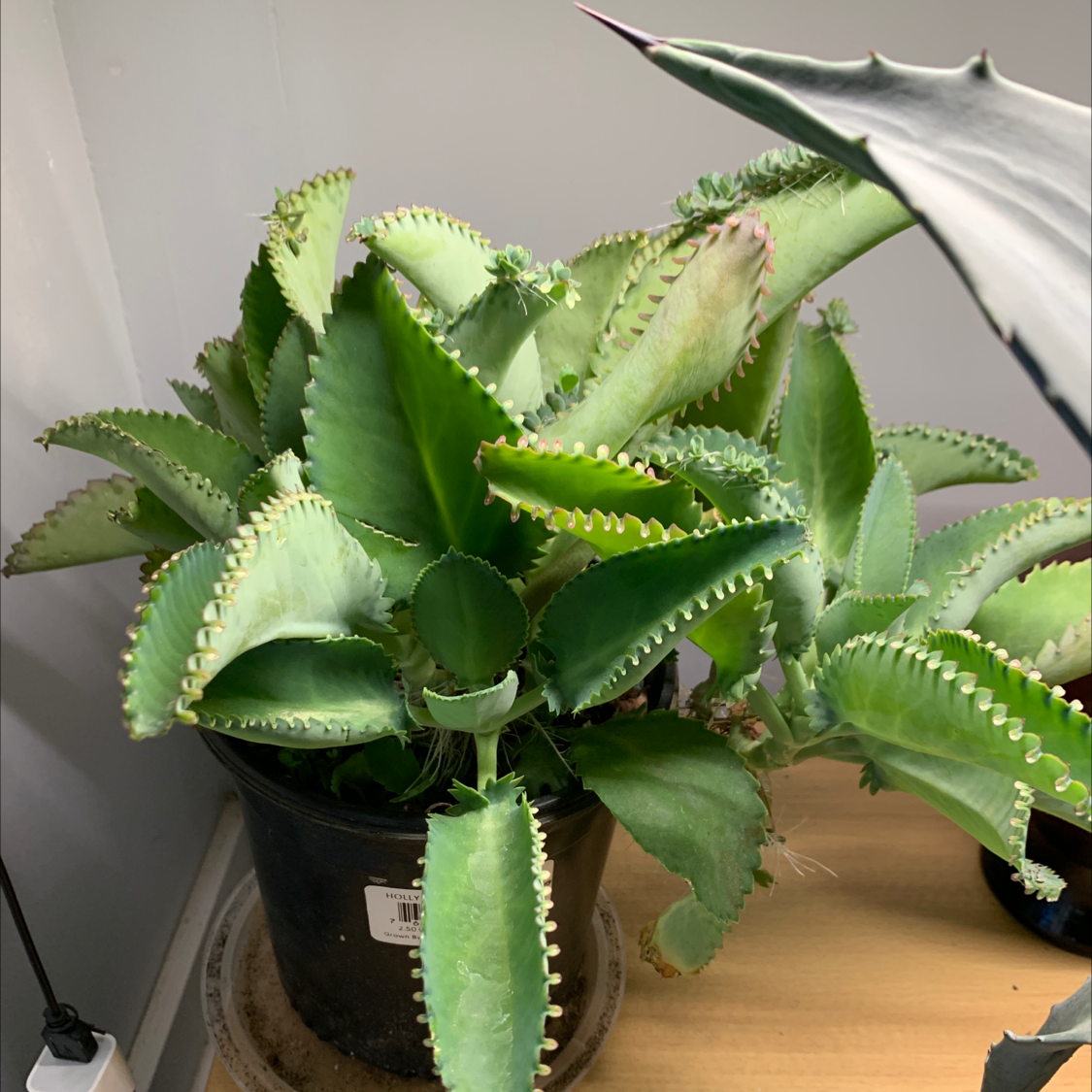 Mother of Thousands