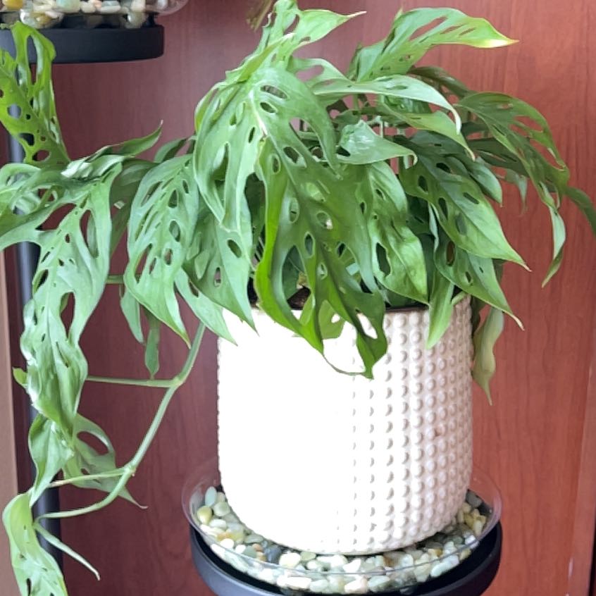 Swiss Cheese Vine