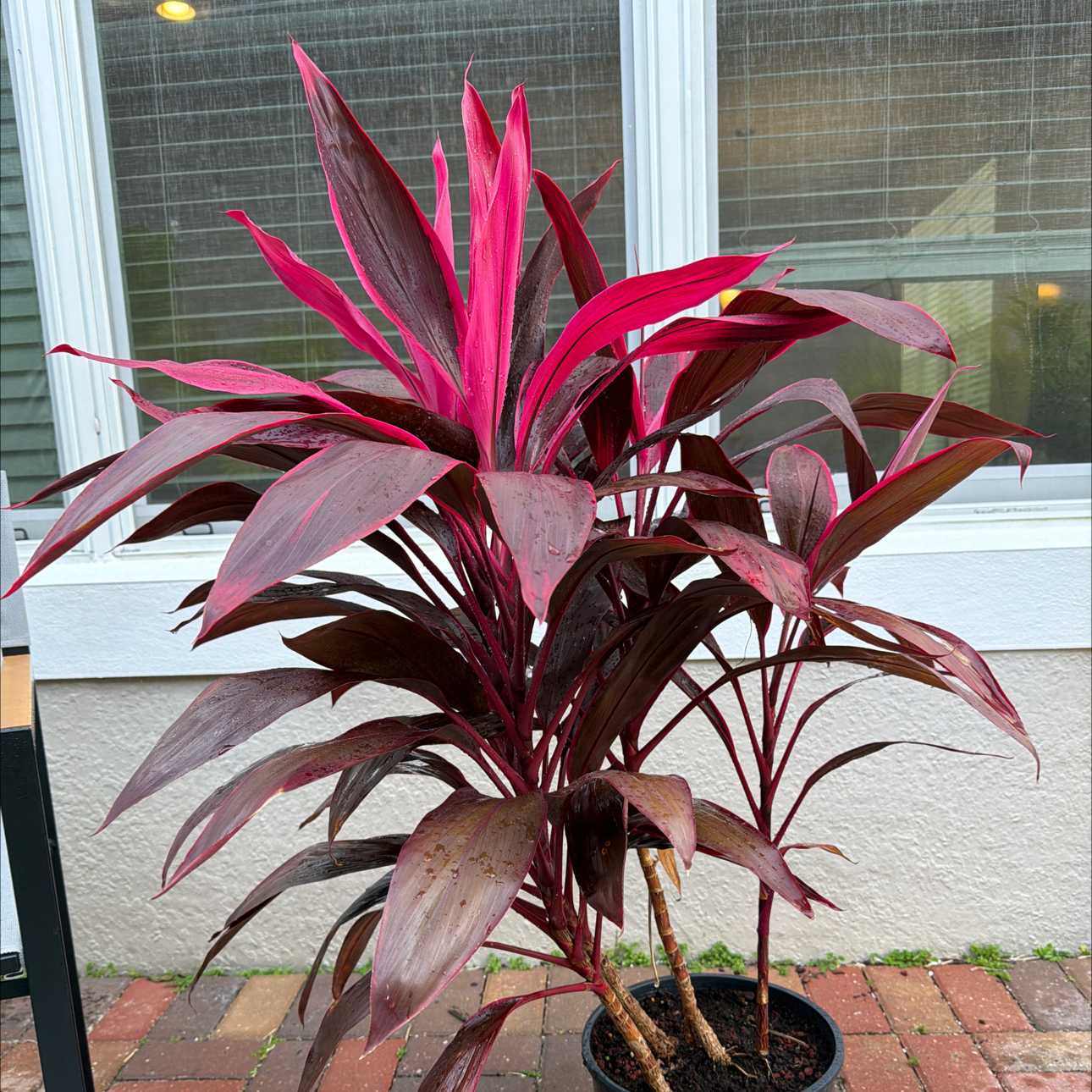Cordyline 'Red Sister'