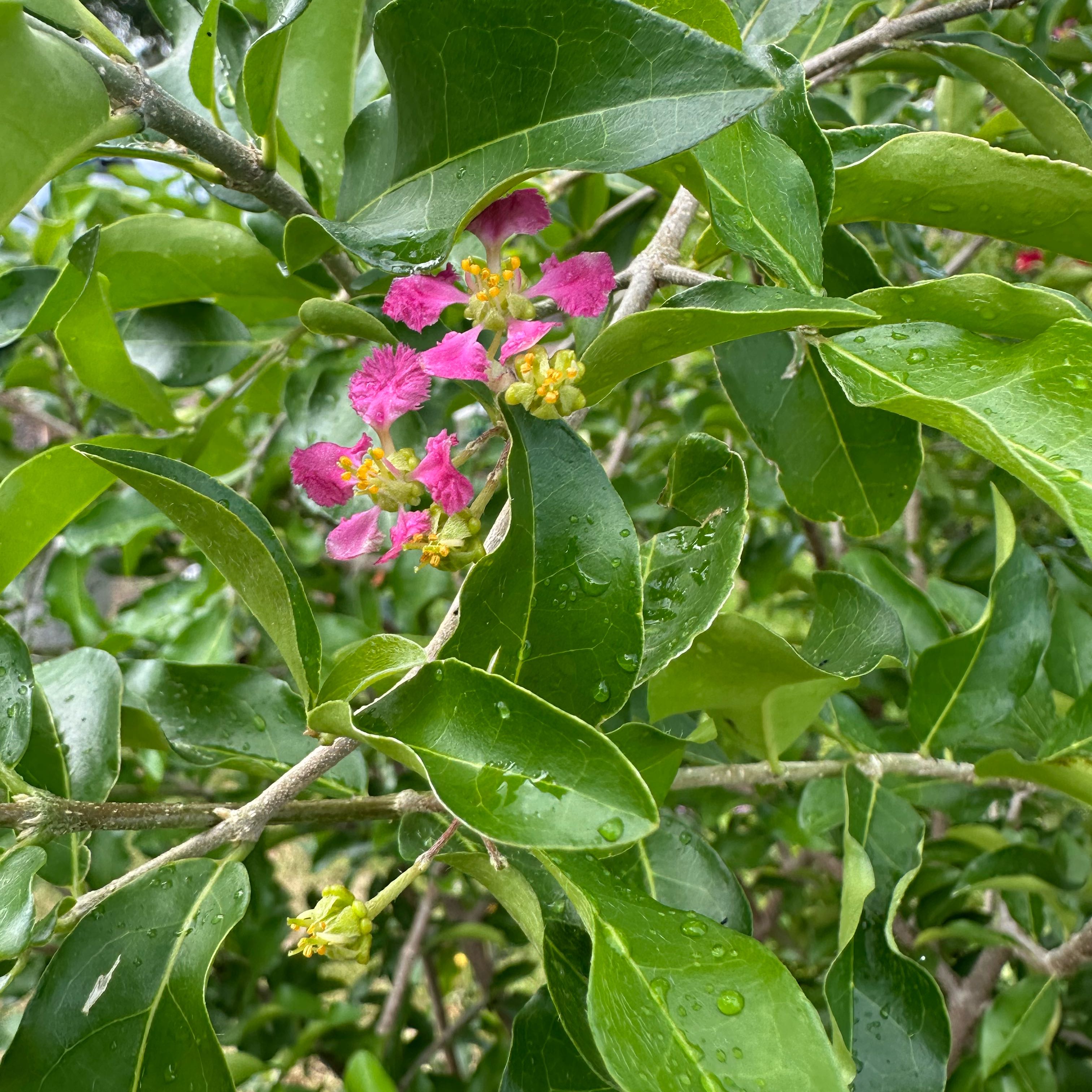 Barbados Cherry