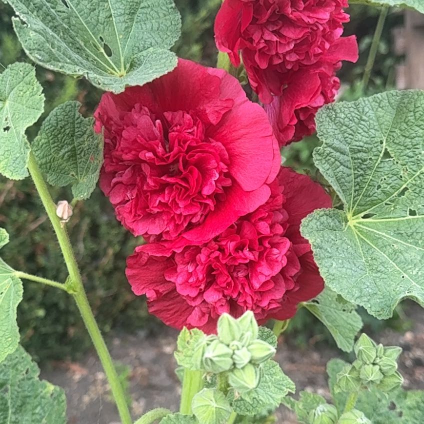Hollyhock