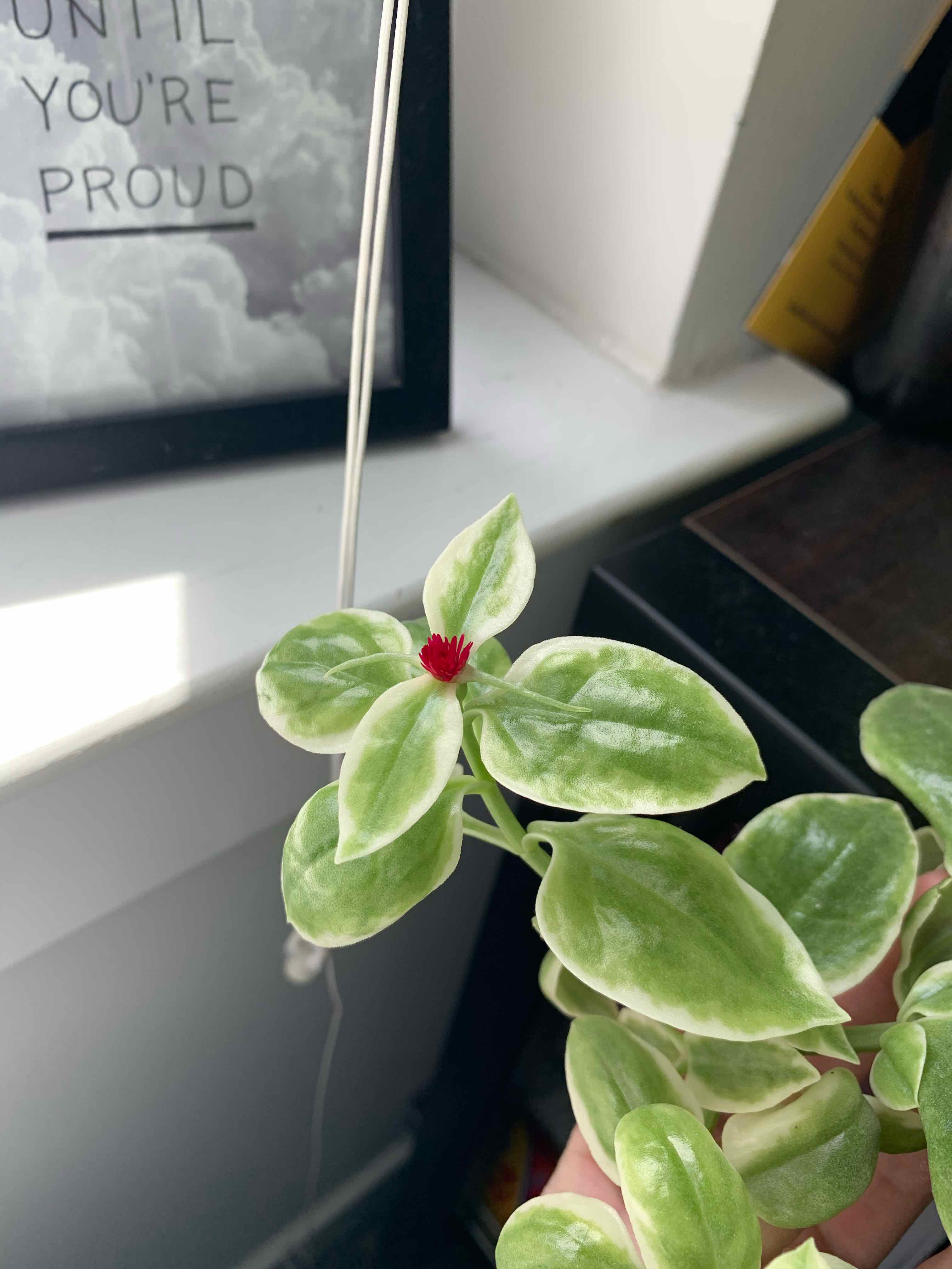 Baby Sun Rose