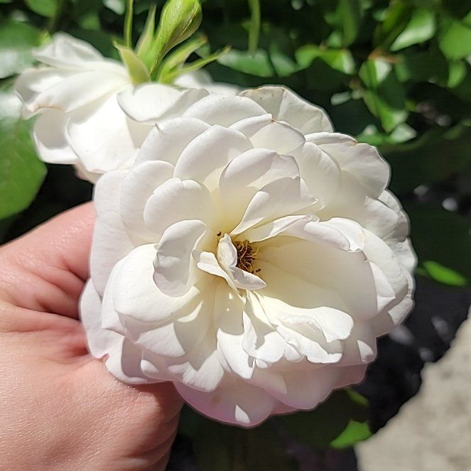 Iceberg Rose