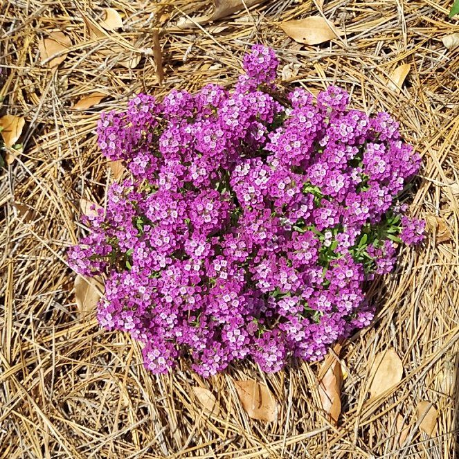 Red Creeping Thyme