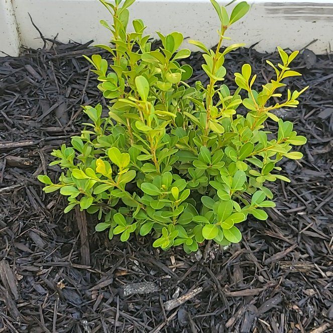 Japanese Boxwood