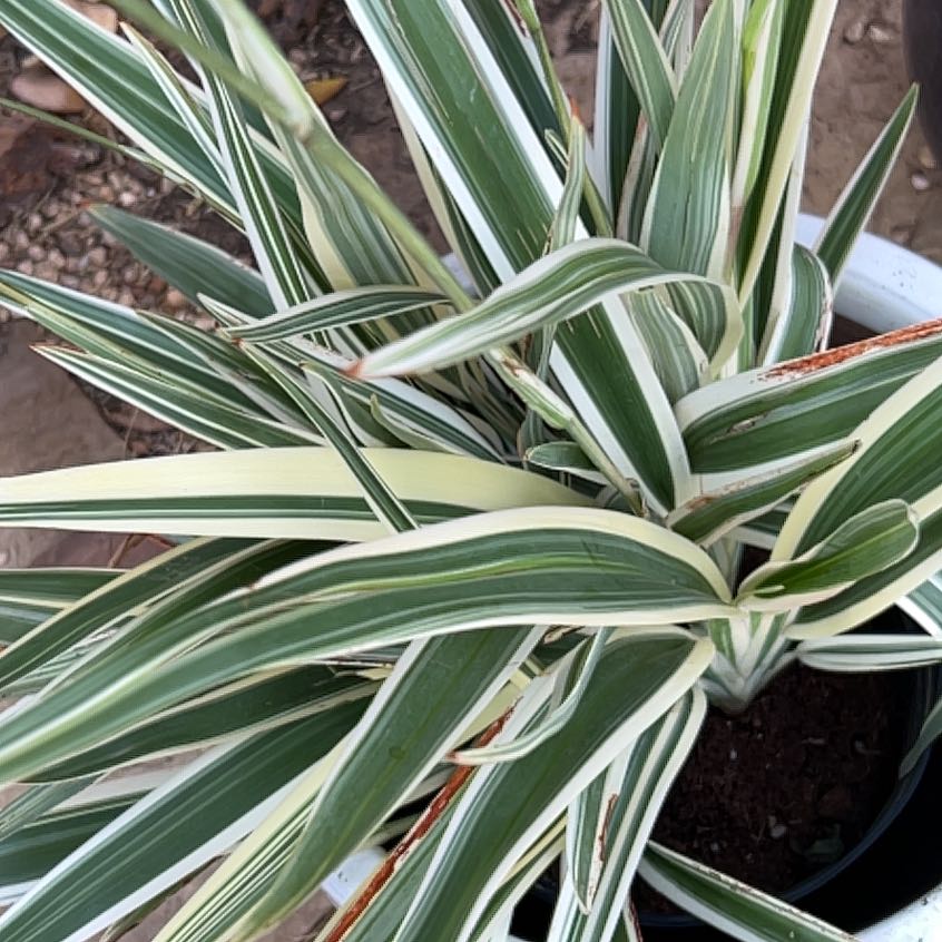Tasman Flax-Lily
