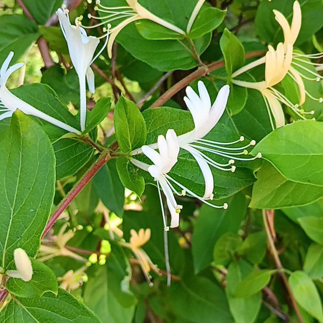 Japanese Honeysuckle