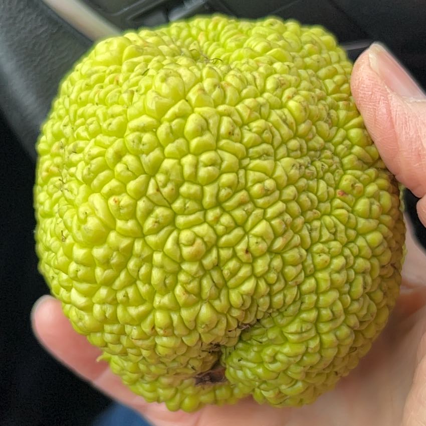 Horse-Apple