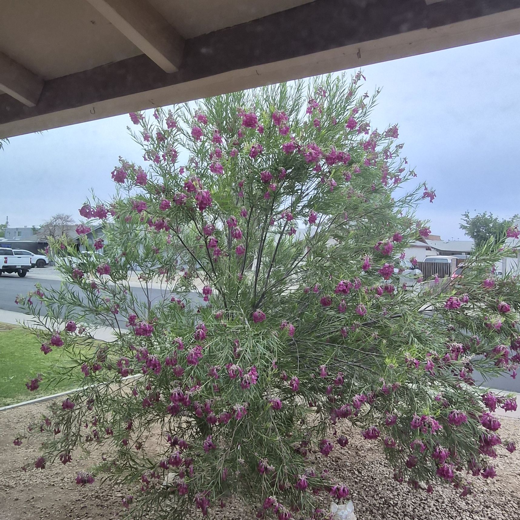 Desert Willow