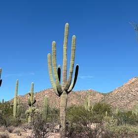 Saguaro