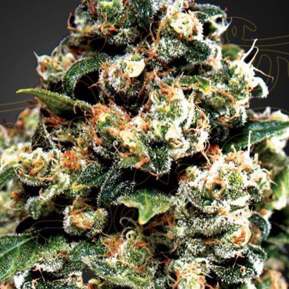 Jack Herer