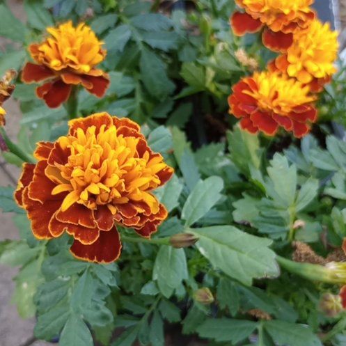 French Marigold