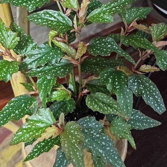 Angel Wing Begonia