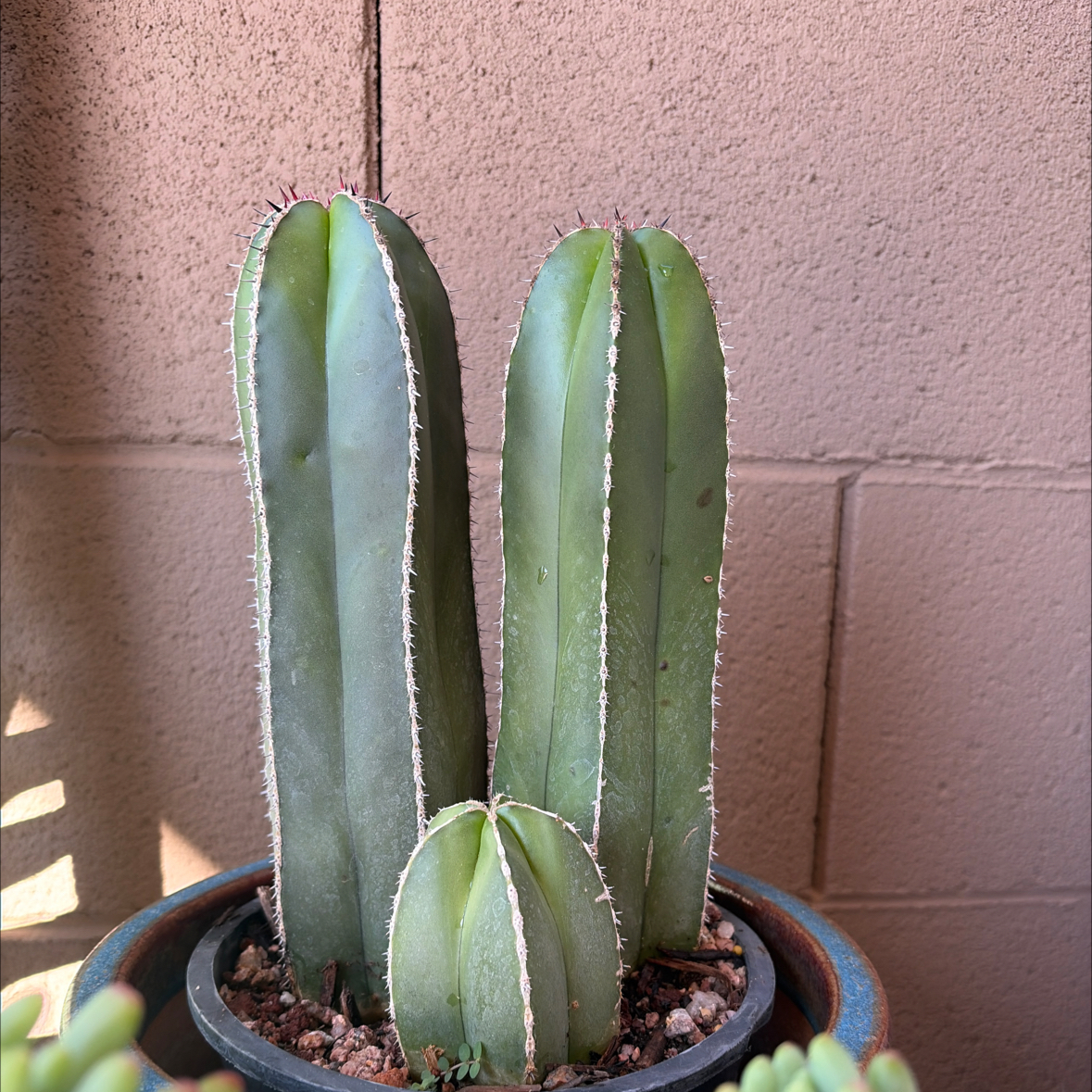 Mexican Fence Post Cactus