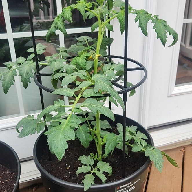 Big Boy Tomato