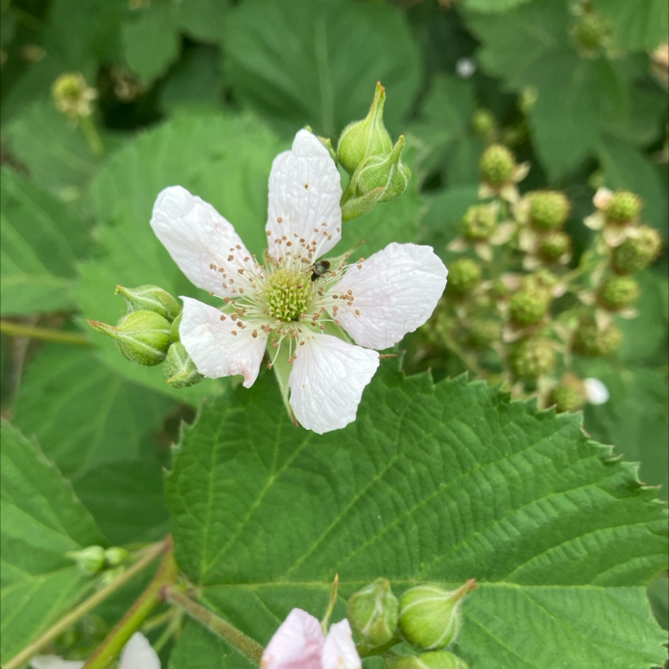 Blackberry