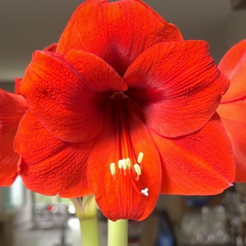 Amaryllis
