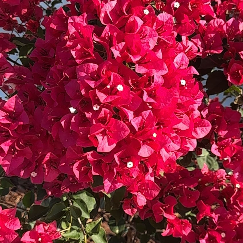 Bougainvillea