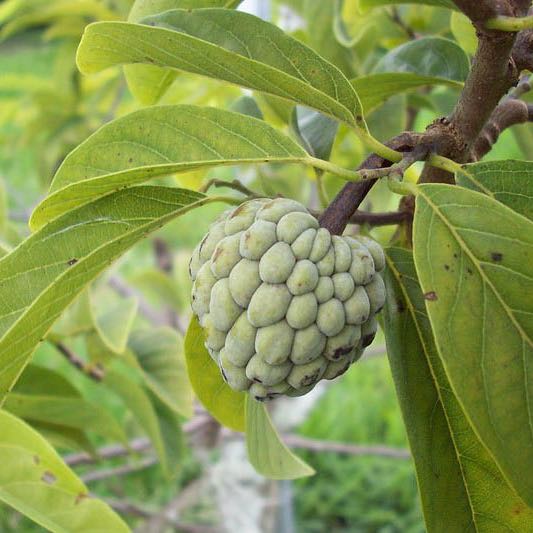 Sugar Apple