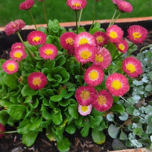 Seaside Daisy