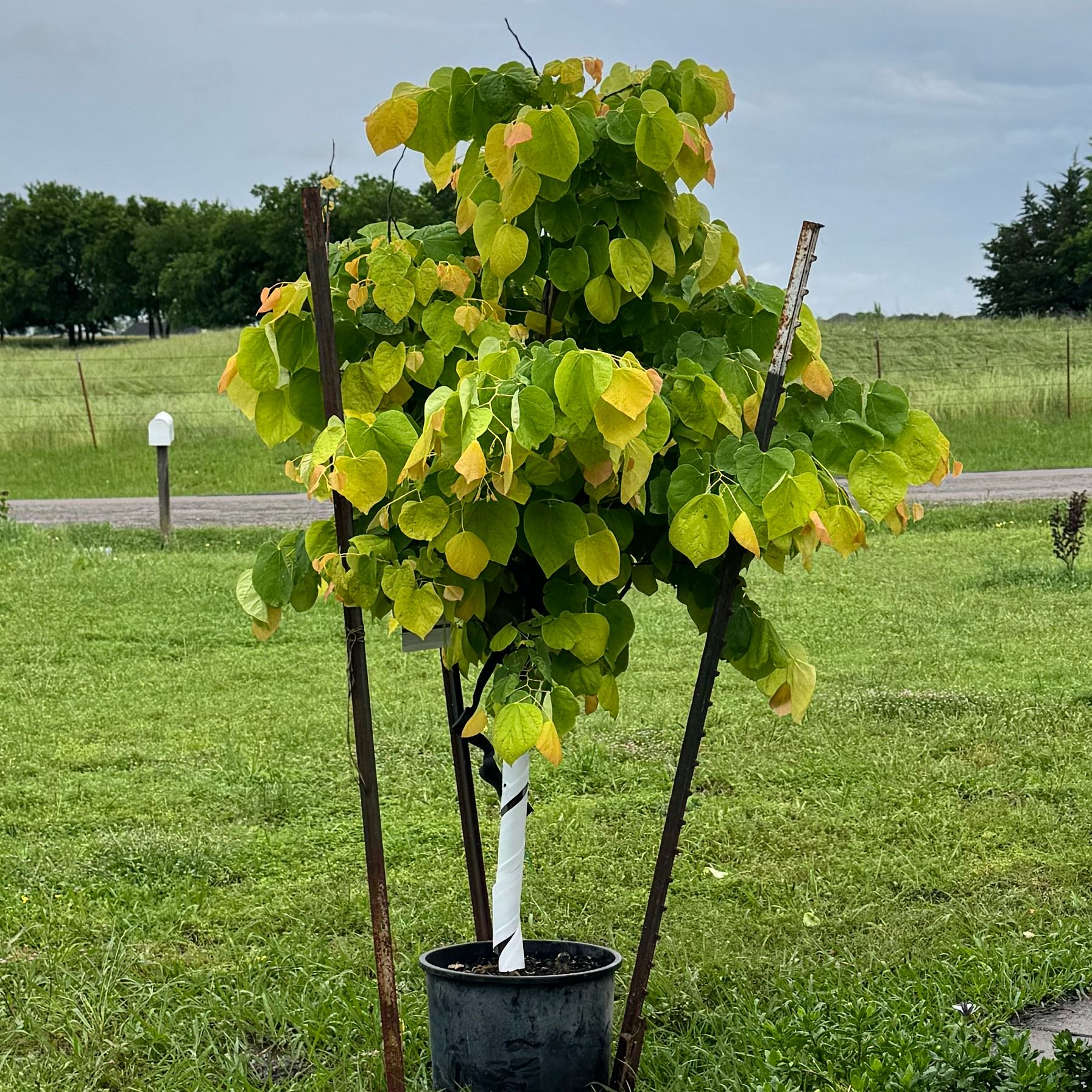 Rising Sun Redbud