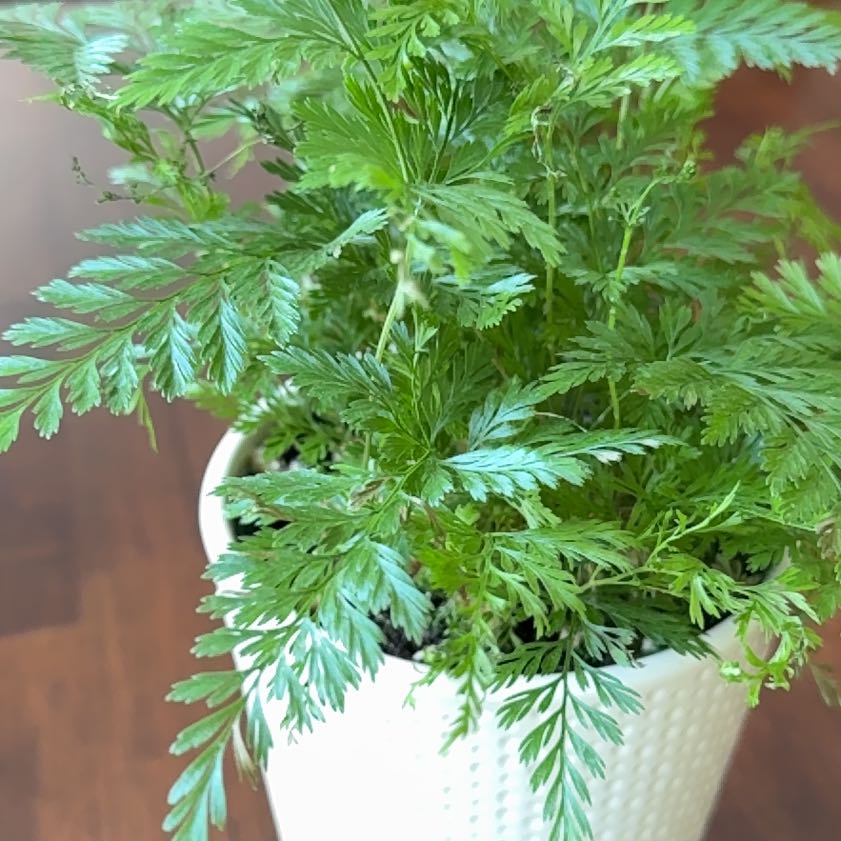 Rabbit's Foot Fern