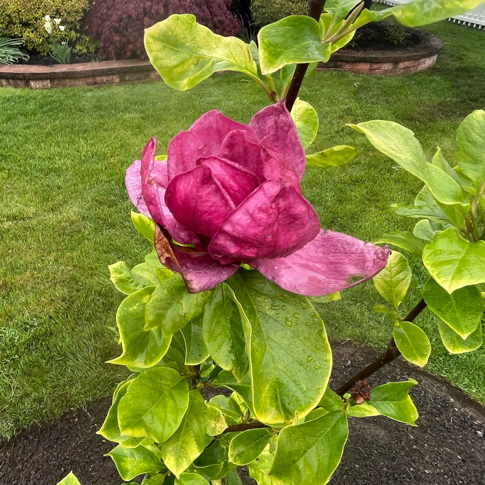 Genie Magnolia