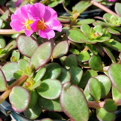 Portulaca