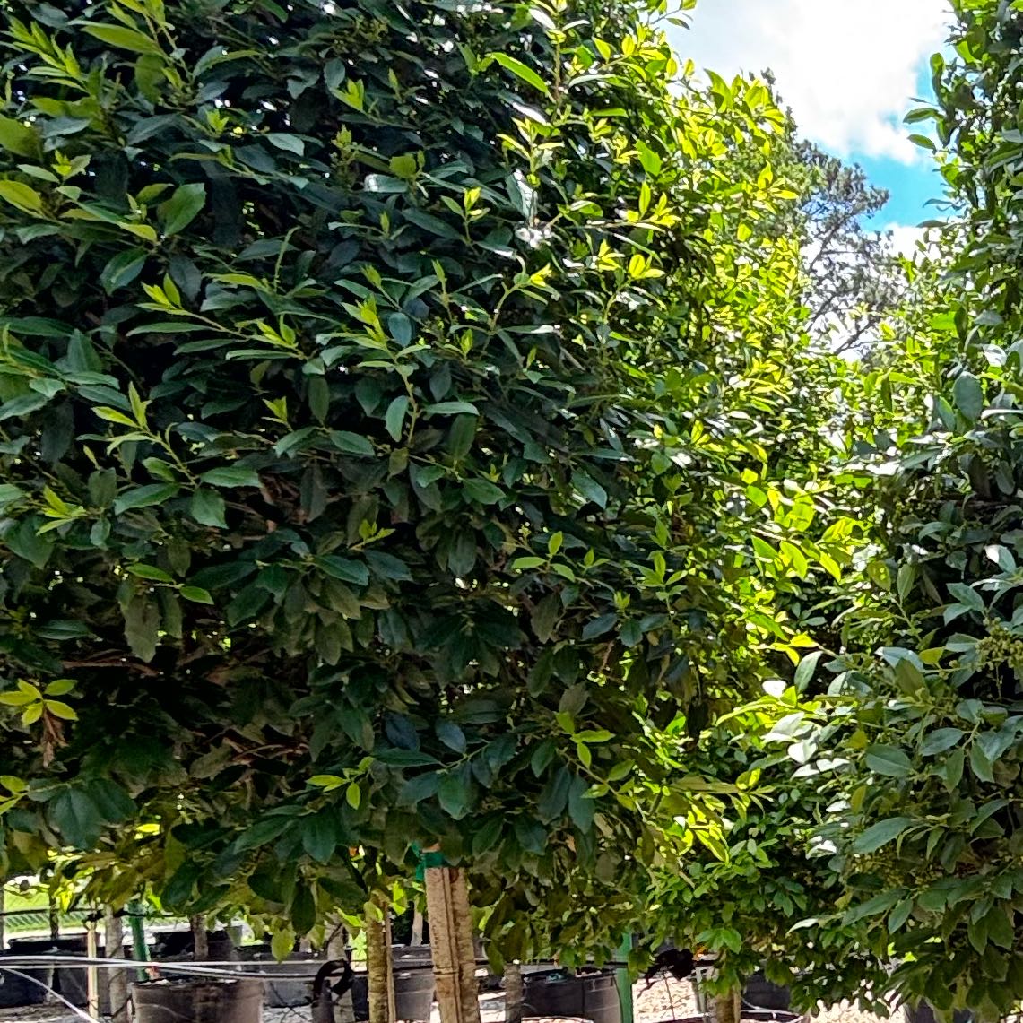 Eagleston Holly