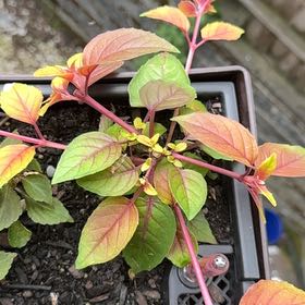 fuchsia autumnale