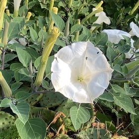 Sacred Datura
