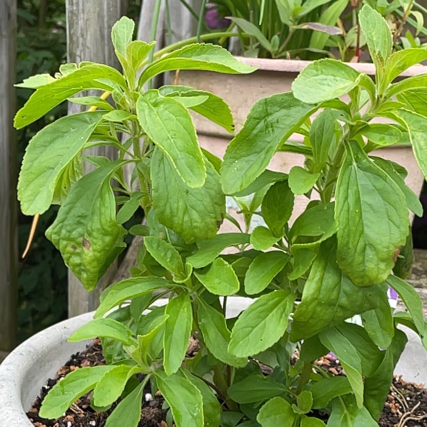 Sweetleaf