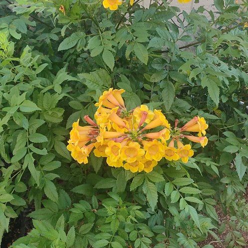 Yellow Bells