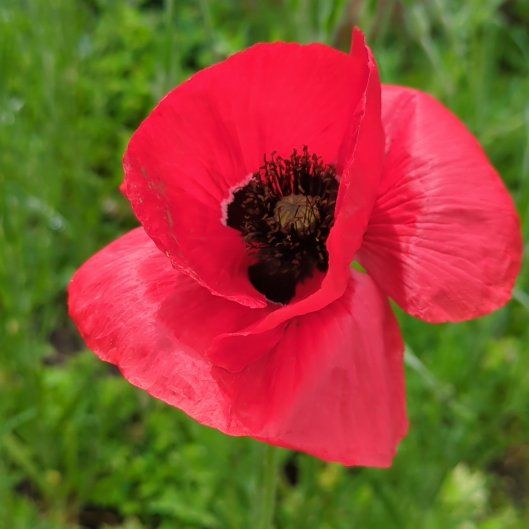 Common Poppy