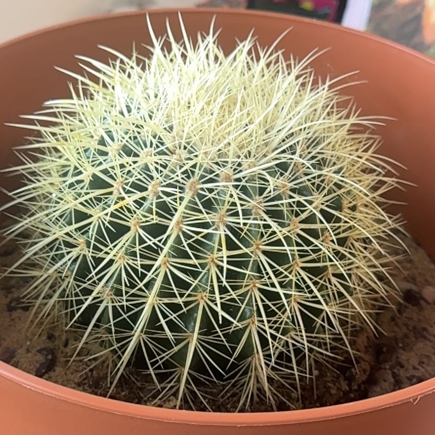 Golden Barrel Cactus
