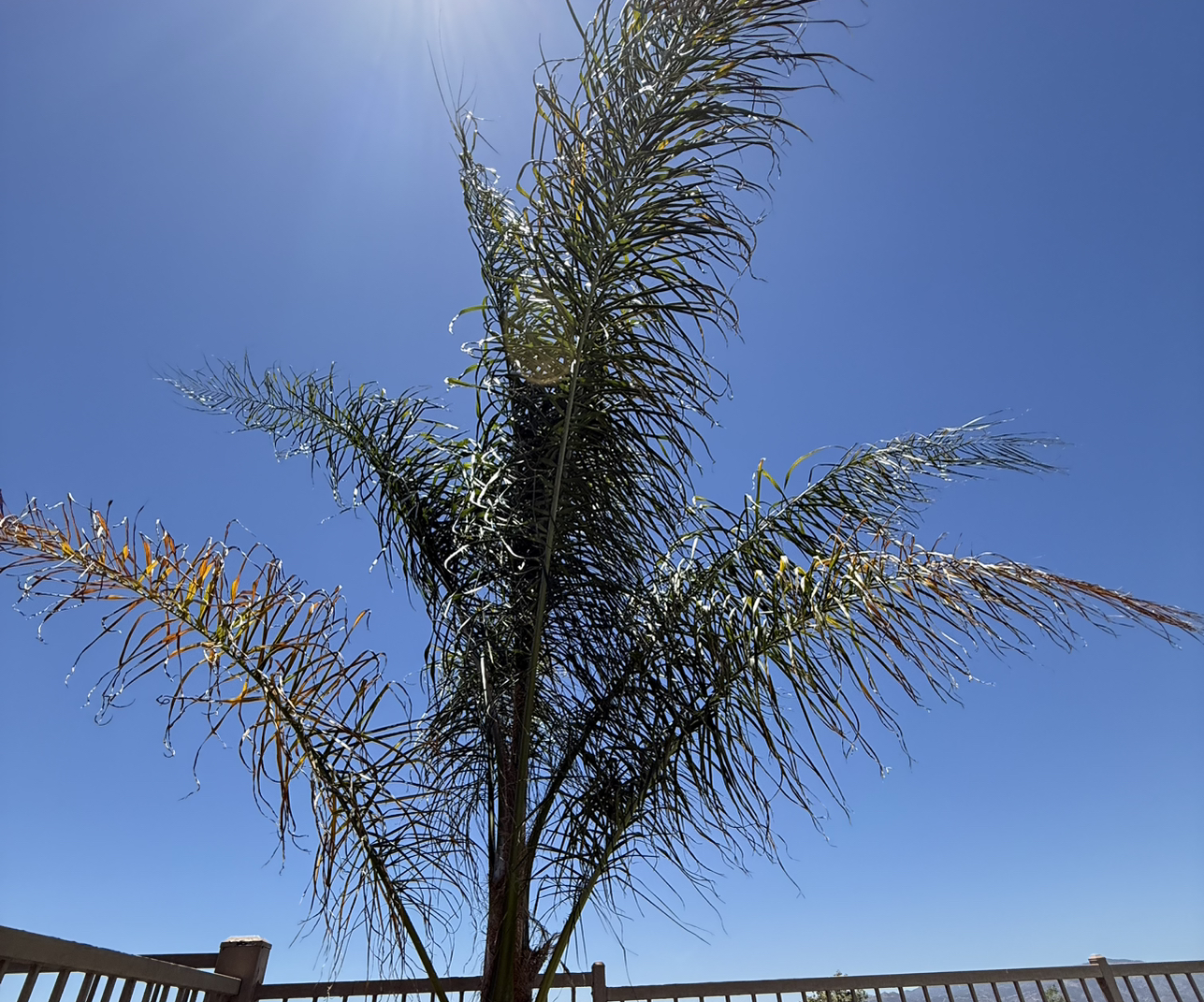 Queen Palm
