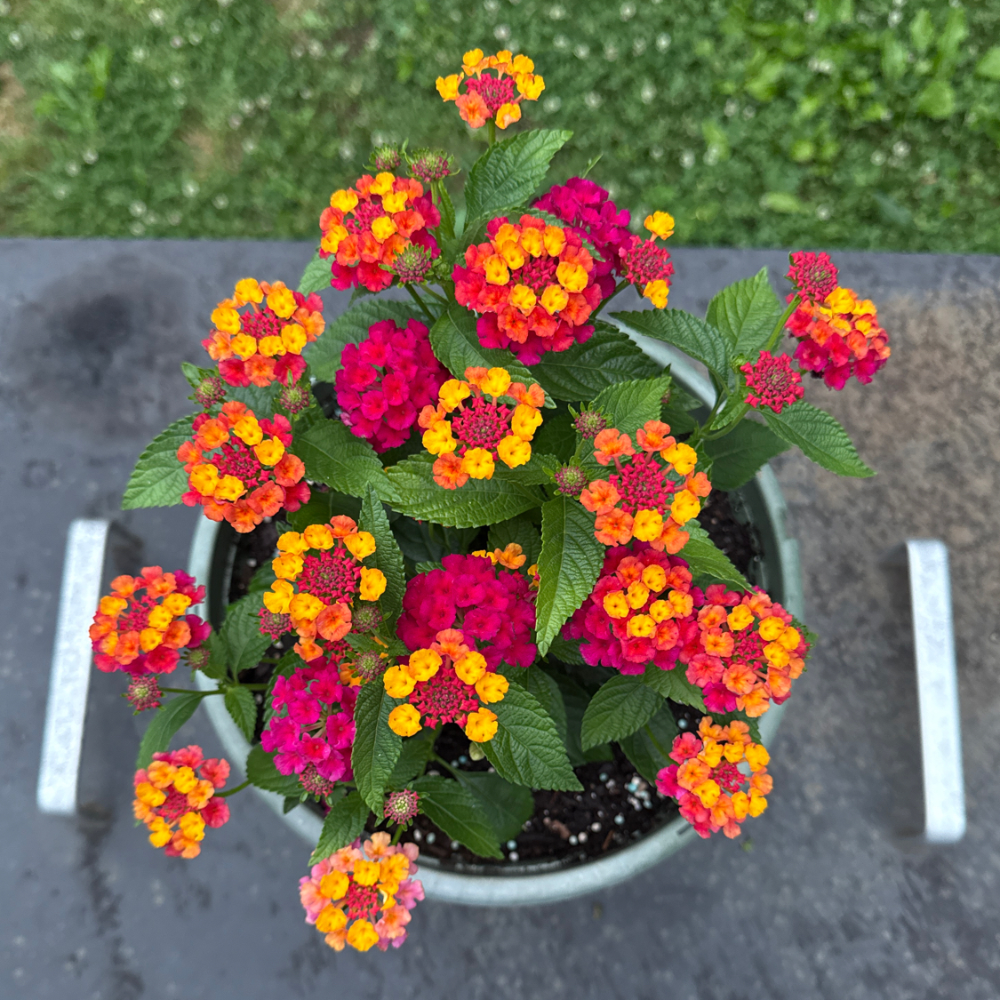 Lantana