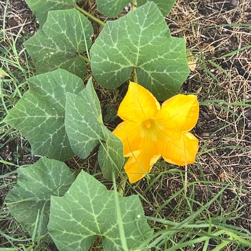 Summer Squash