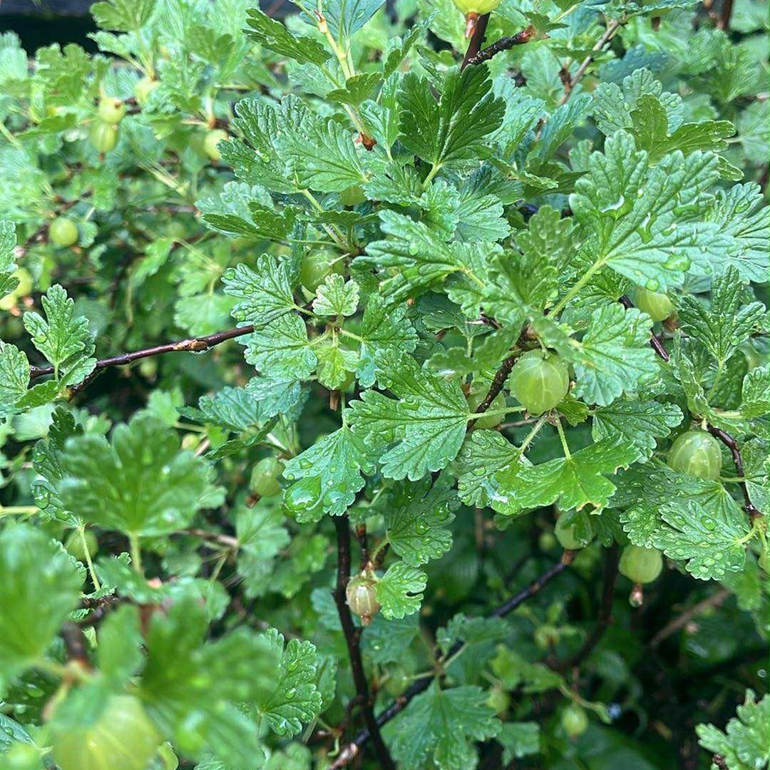 Gooseberry