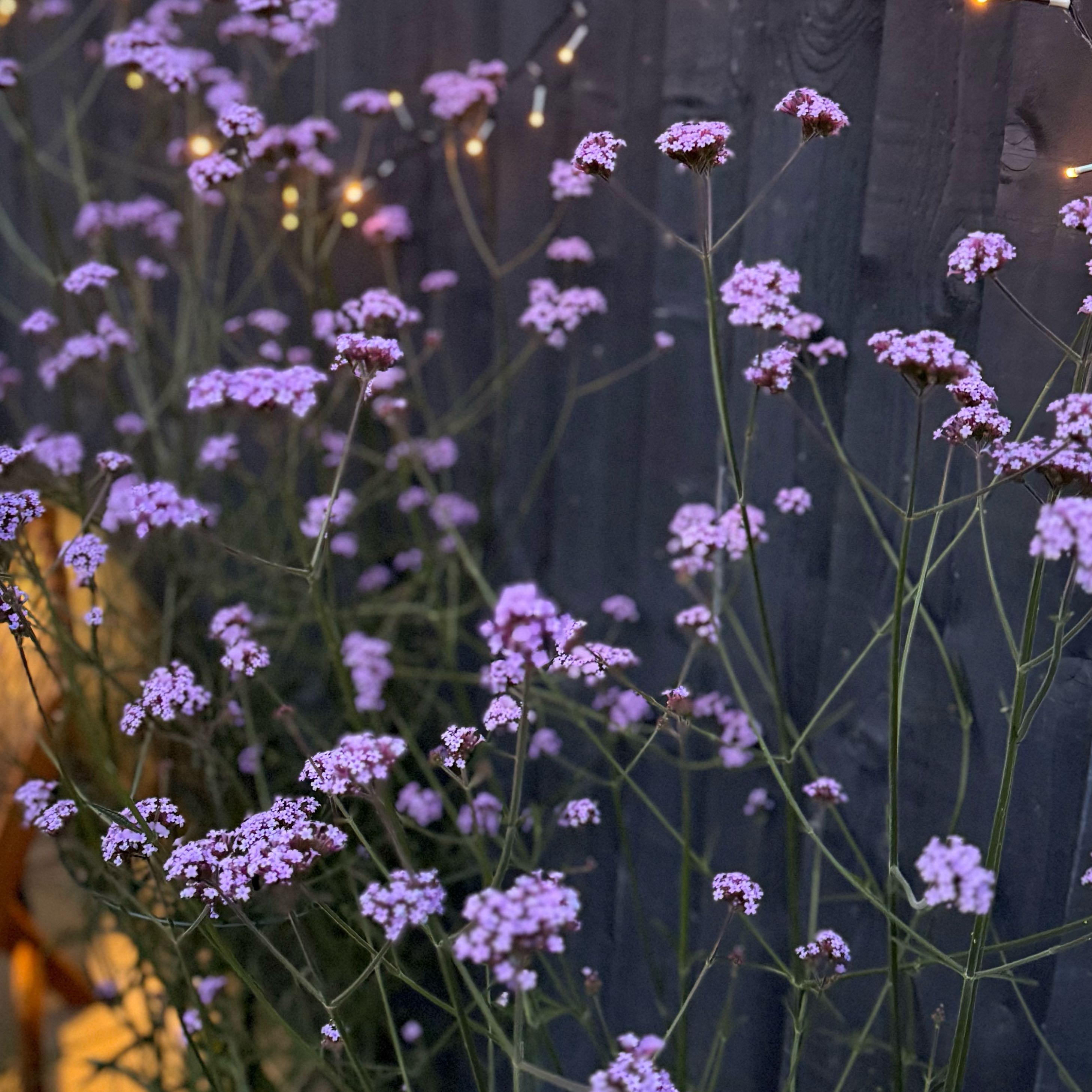 Verbena