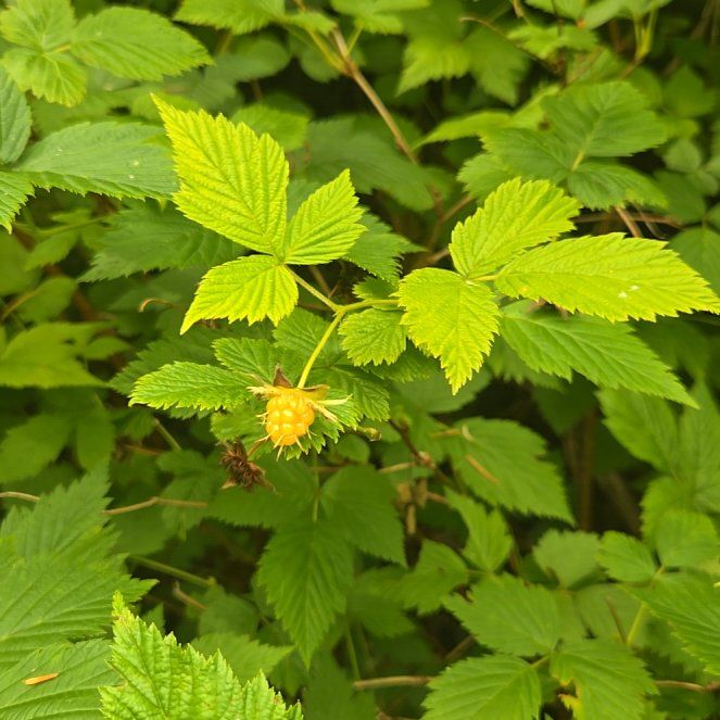 Salmonberry