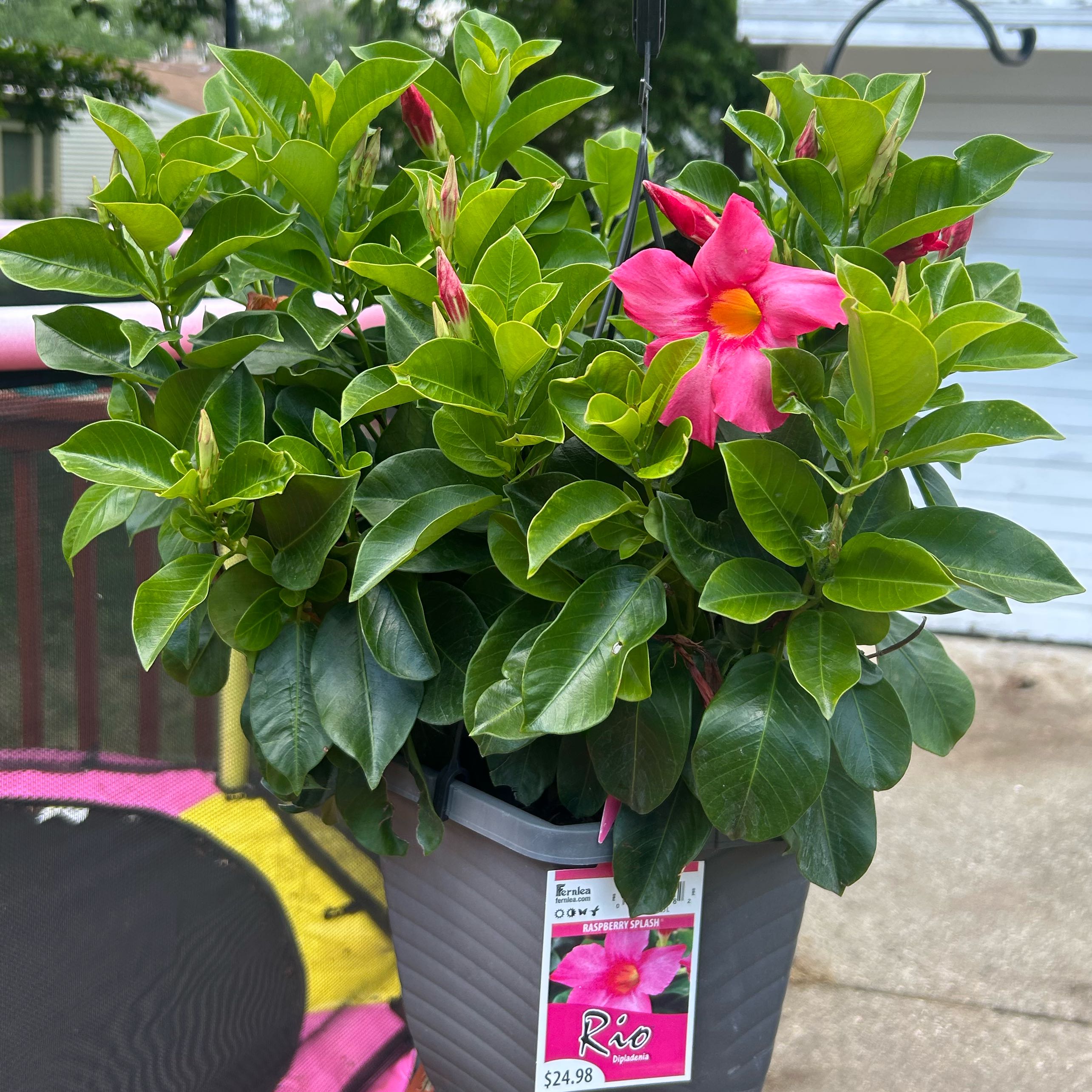 Dipladenia 'Rio'